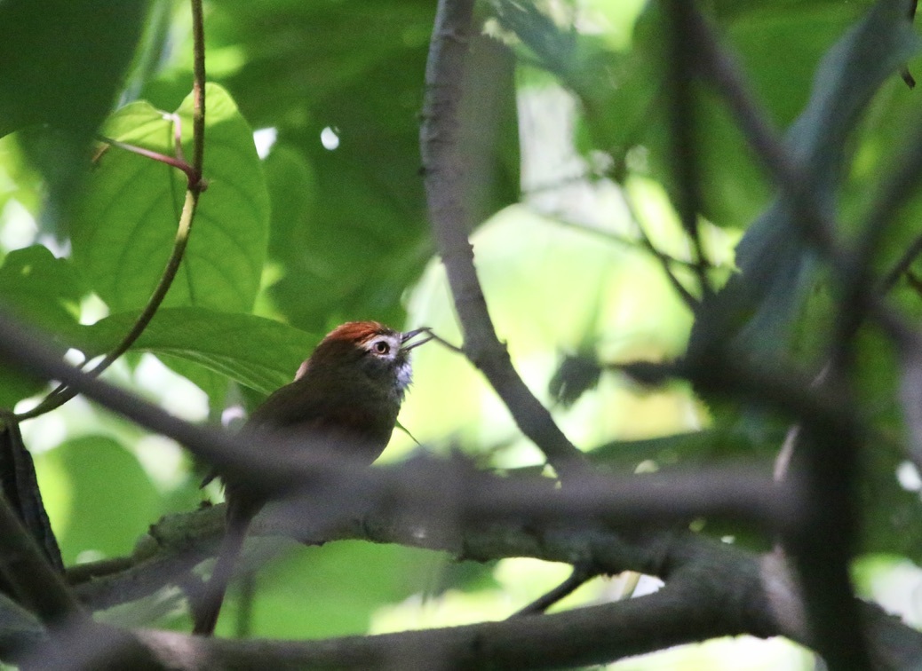 Azara's Spinetail (Synallaxis azarae), photo 1