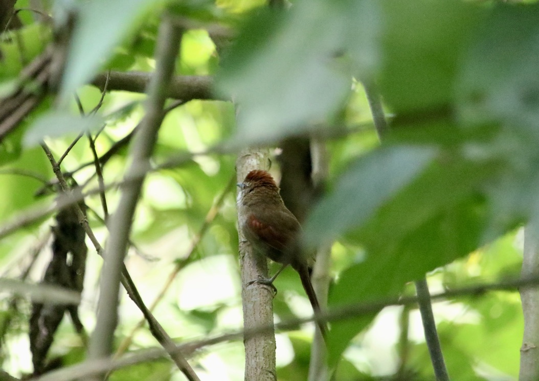 Azara's Spinetail (Synallaxis azarae), photo 9
