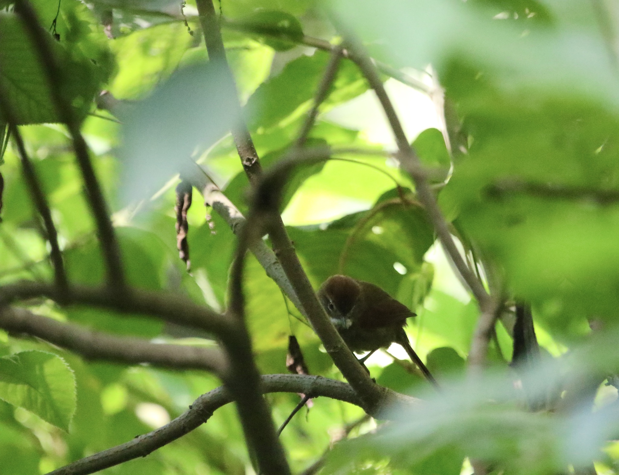 Azara's Spinetail (Synallaxis azarae), photo 8