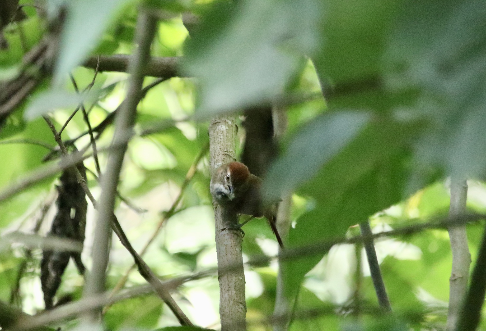 Azara's Spinetail (Synallaxis azarae), photo 5