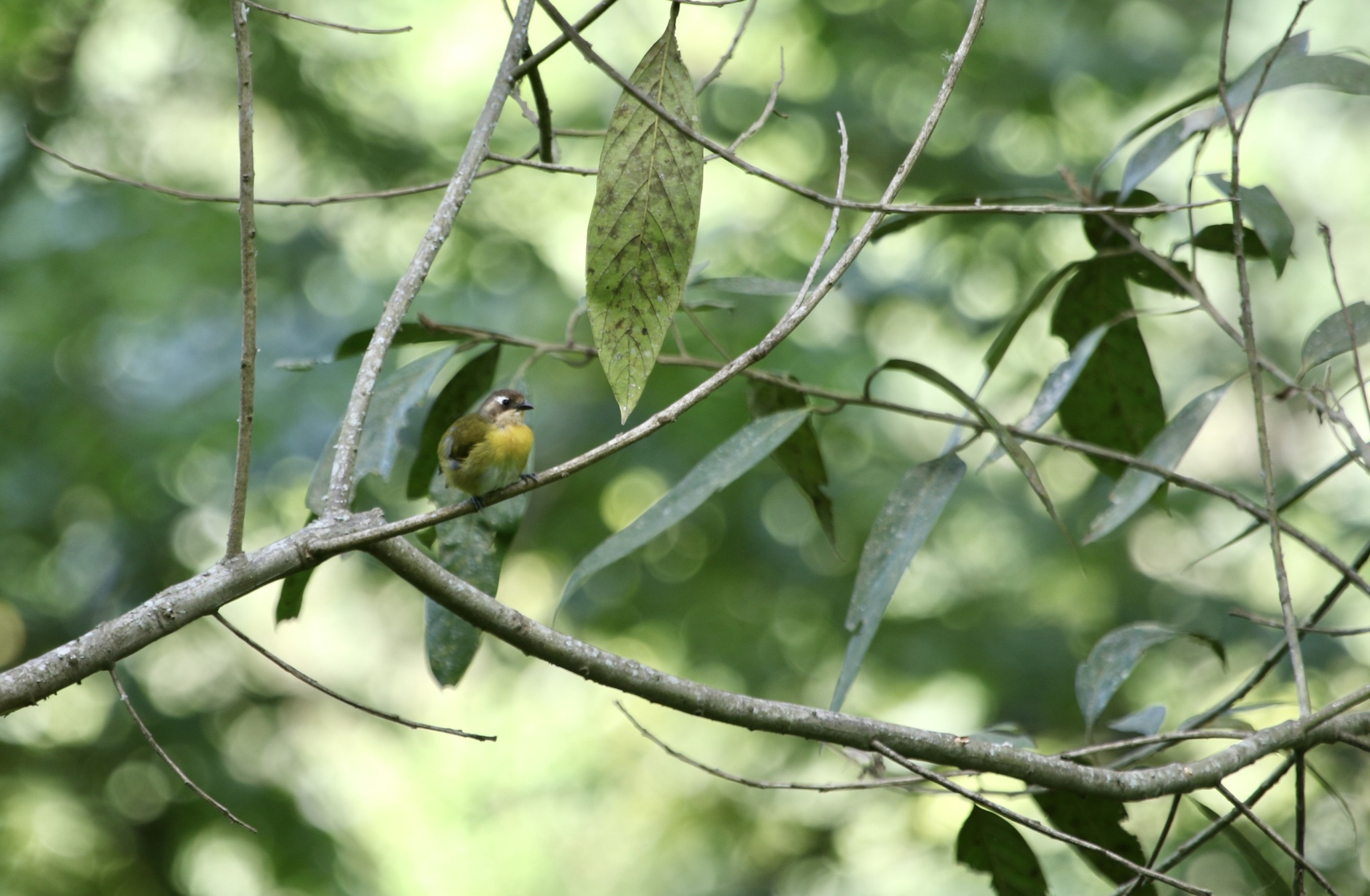 Common Chlorospingus (Chlorospingus flavopectus), photo 6