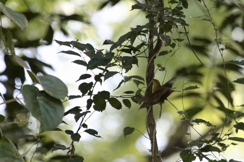 Two-banded Warbler (Myiothlypis bivittata), photo 9