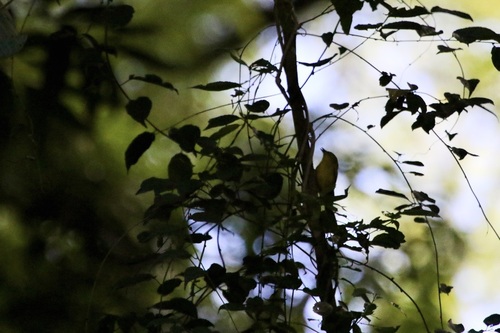 Two-banded Warbler (Myiothlypis bivittata), photo 4