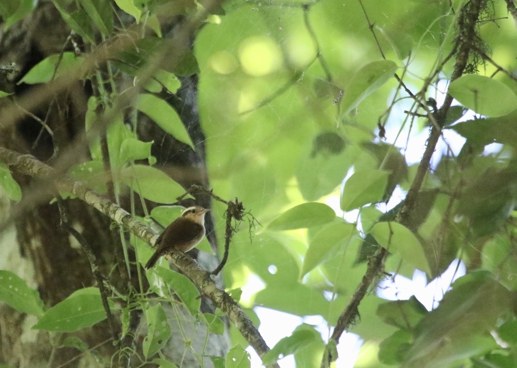 Mountain Wren (Troglodytes solstitialis), photo 9