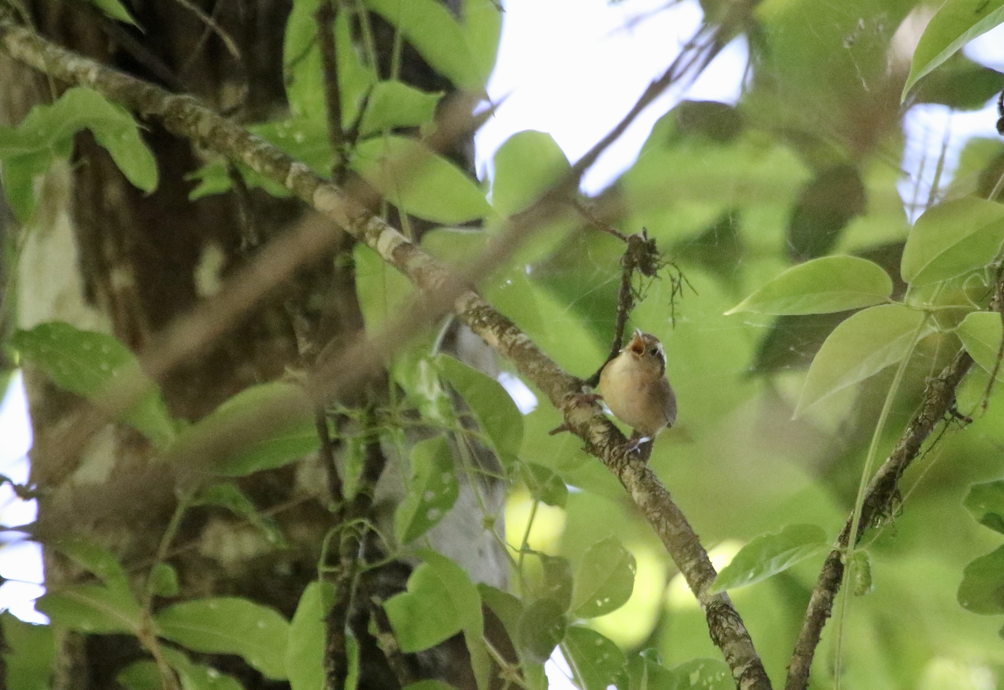 Mountain Wren (Troglodytes solstitialis), photo 10