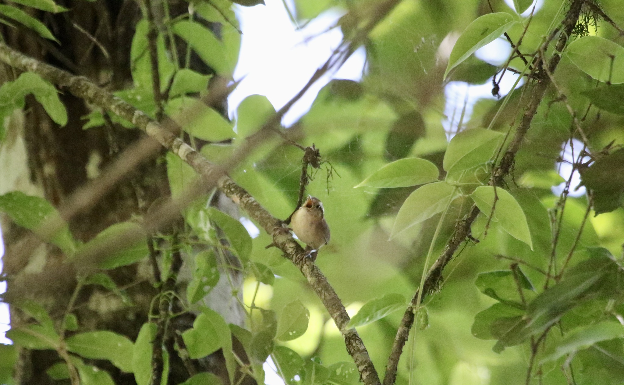 Mountain Wren (Troglodytes solstitialis), photo 5