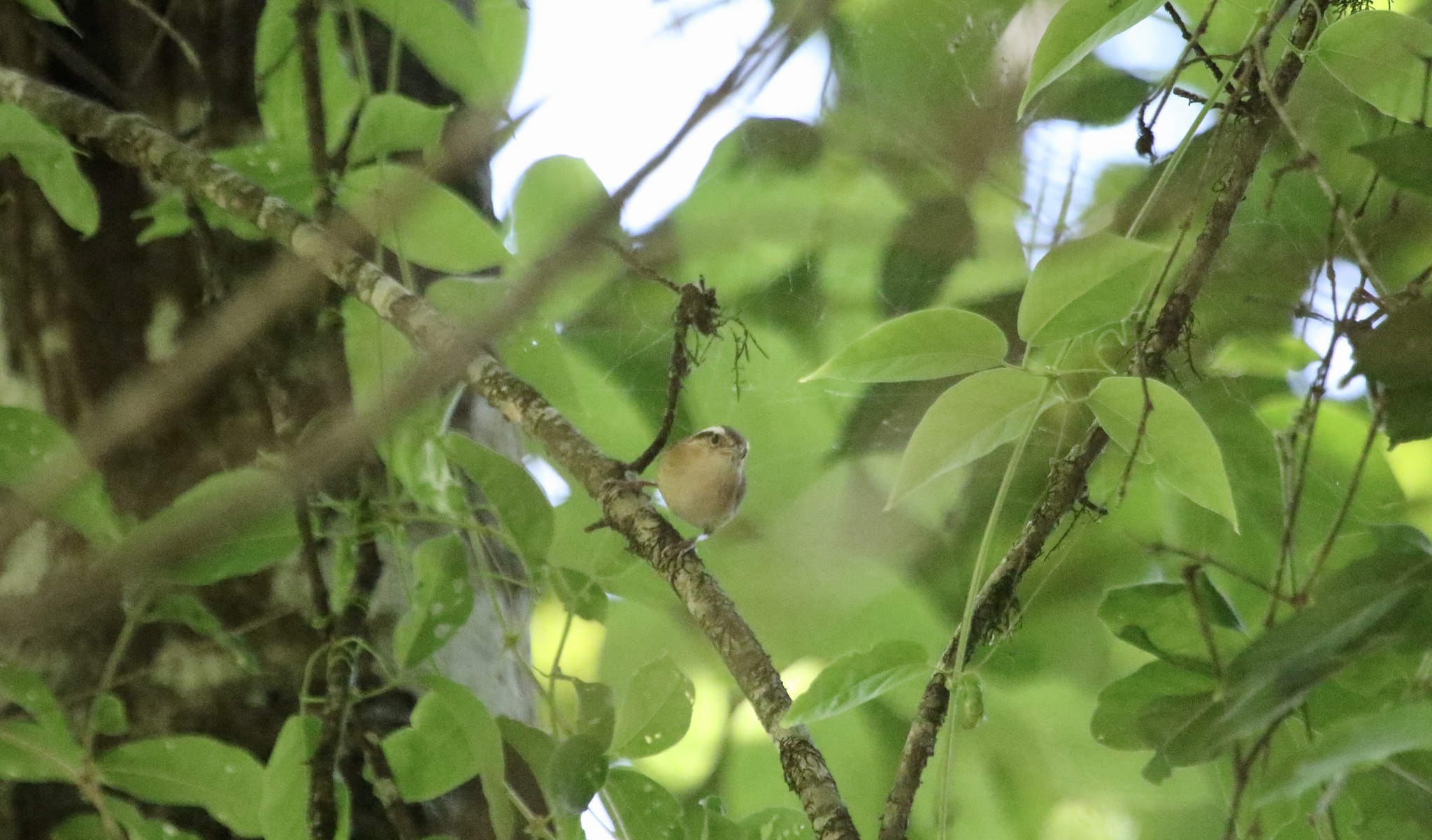 Mountain Wren (Troglodytes solstitialis), photo 8