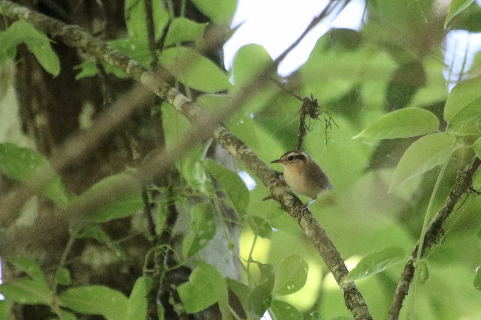 Mountain Wren (Troglodytes solstitialis), photo 6