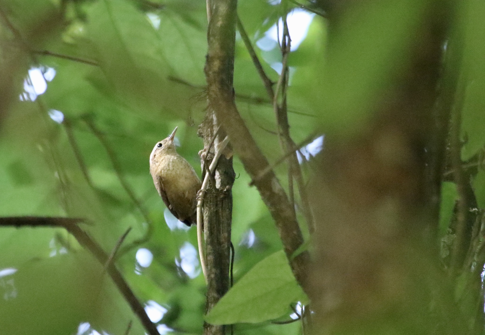 Mountain Wren (Troglodytes solstitialis), photo 3