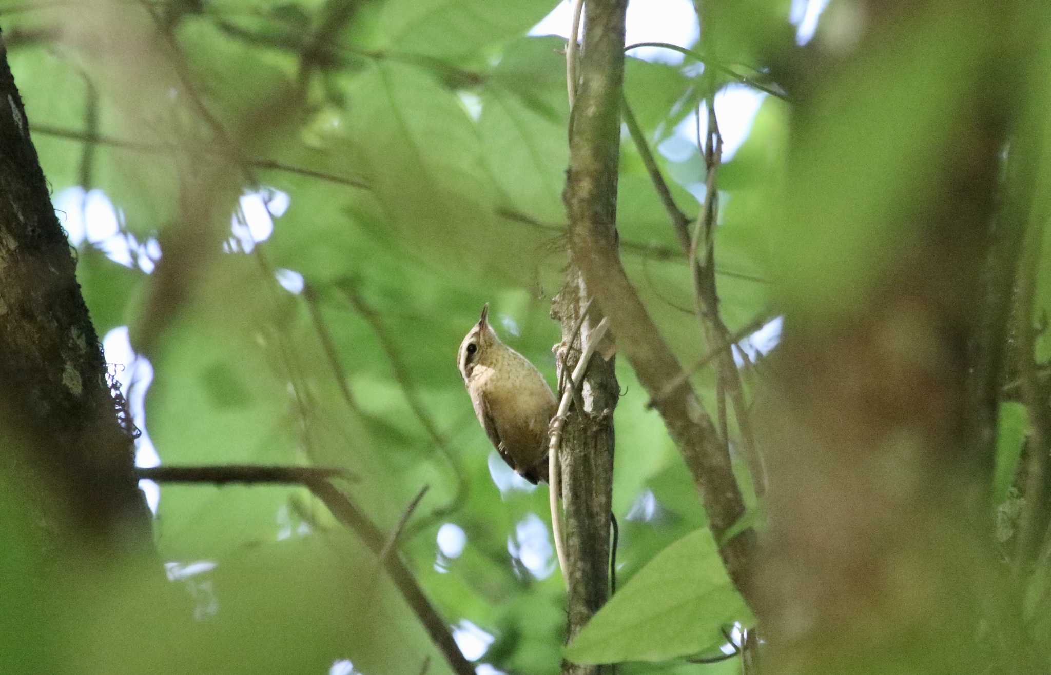 Mountain Wren (Troglodytes solstitialis), photo 2