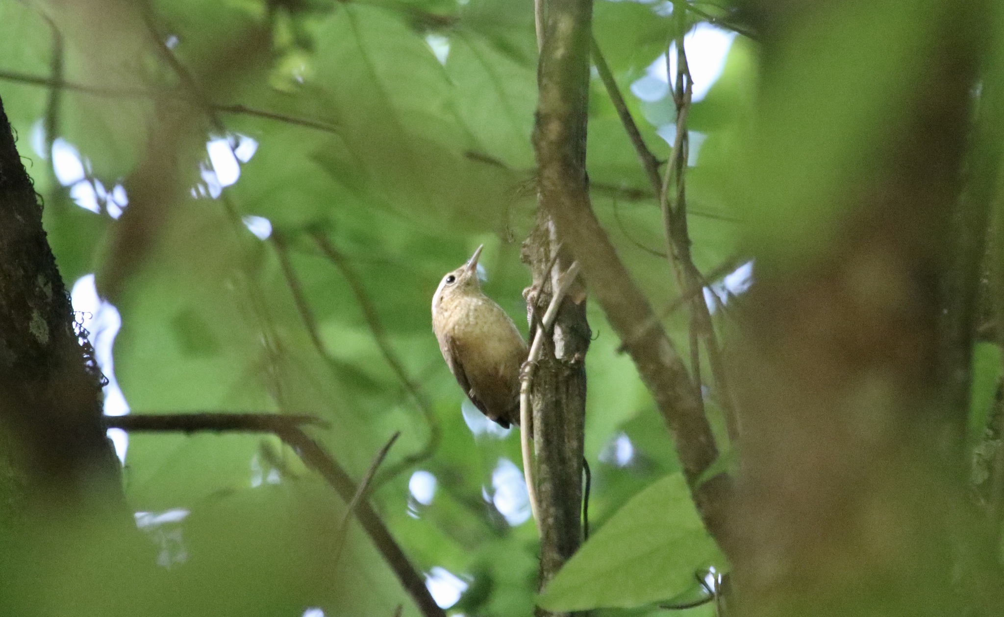 Mountain Wren (Troglodytes solstitialis), photo 7