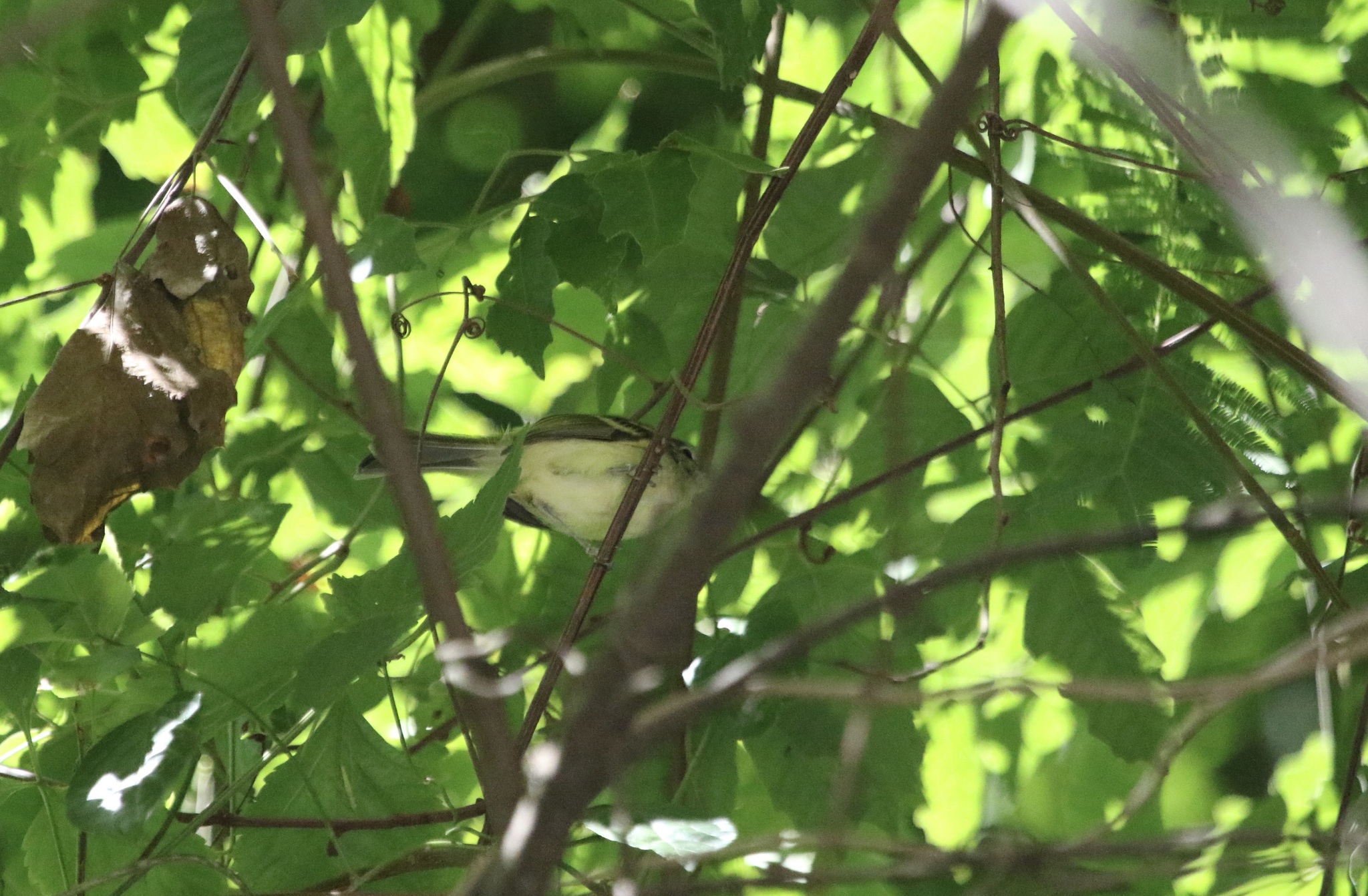 Mottle-cheeked Tyrannulet (Phylloscartes ventralis), photo 3