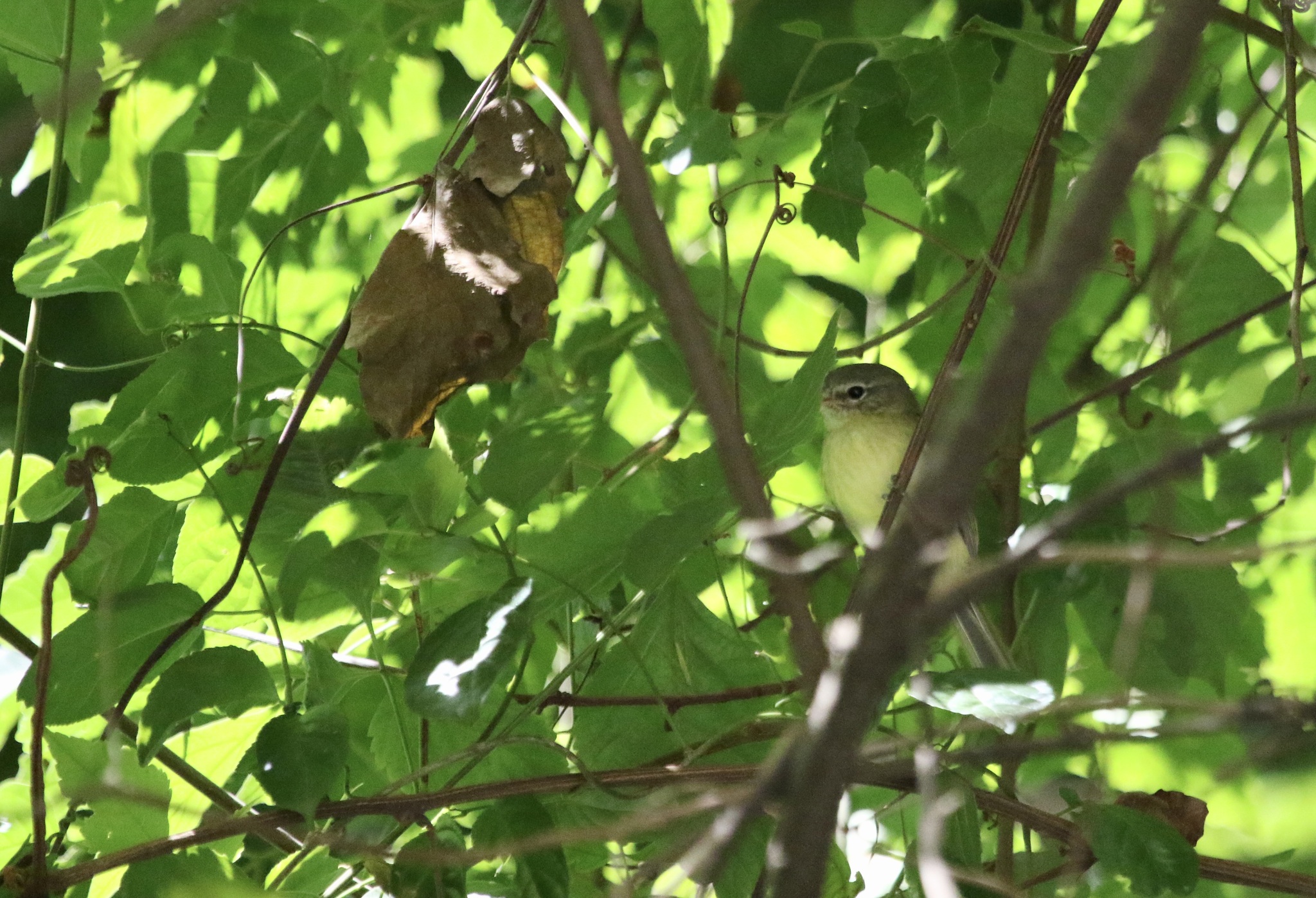 Mottle-cheeked Tyrannulet (Phylloscartes ventralis), photo 2