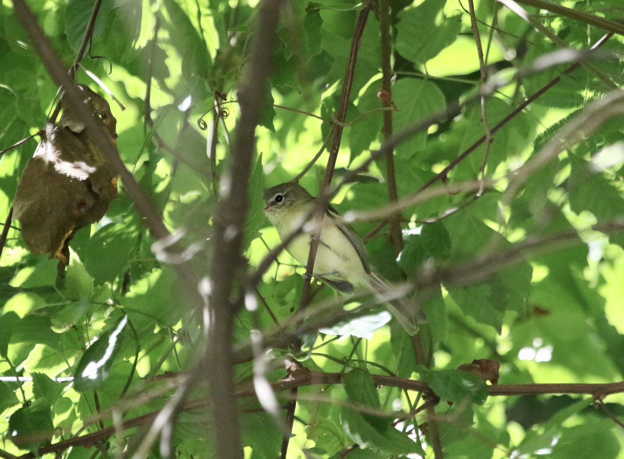 Mottle-cheeked Tyrannulet (Phylloscartes ventralis), photo 5