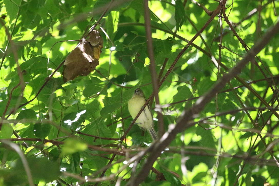 Mottle-cheeked Tyrannulet (Phylloscartes ventralis), photo 4