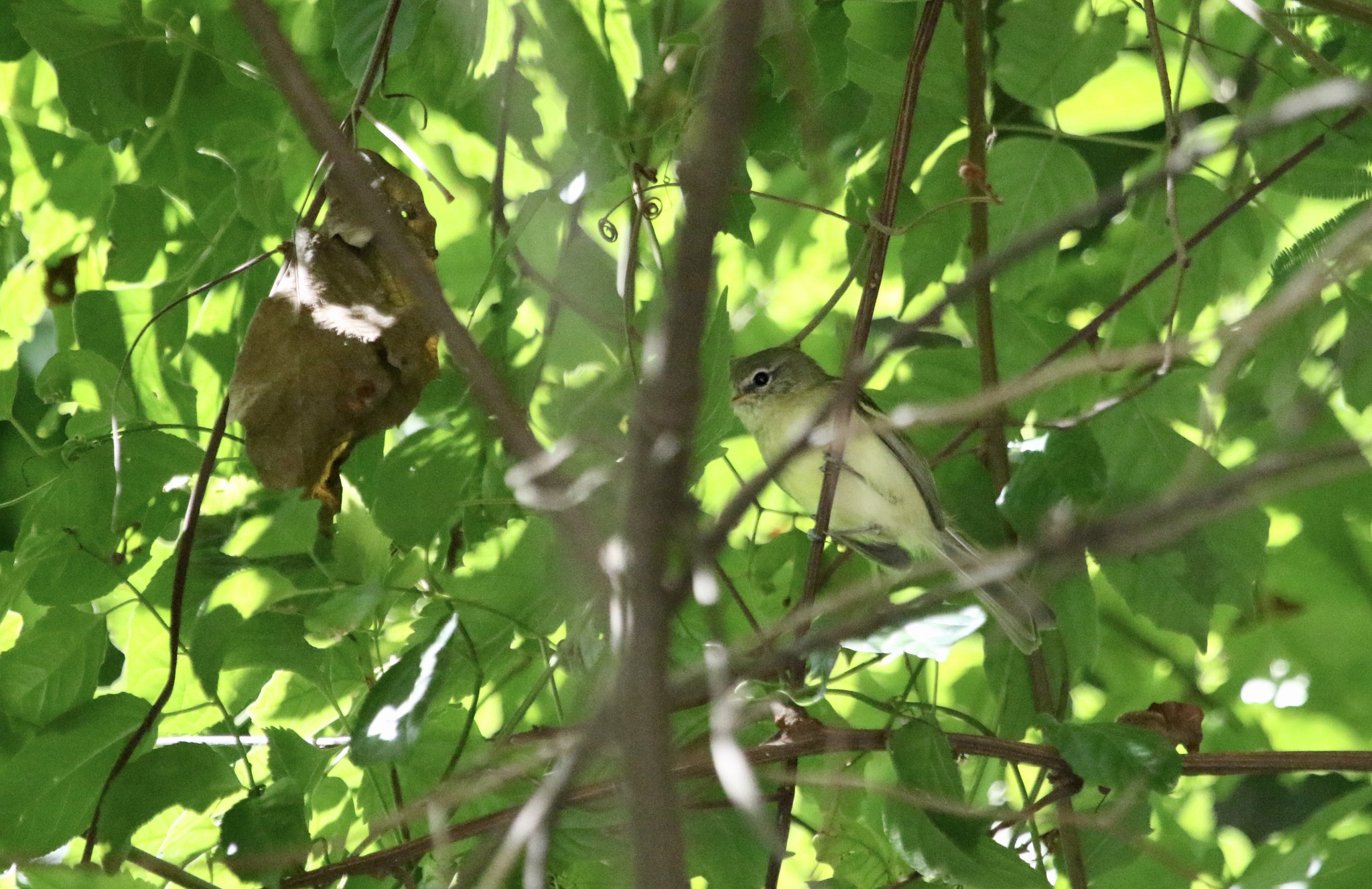 Mottle-cheeked Tyrannulet (Phylloscartes ventralis), photo 1
