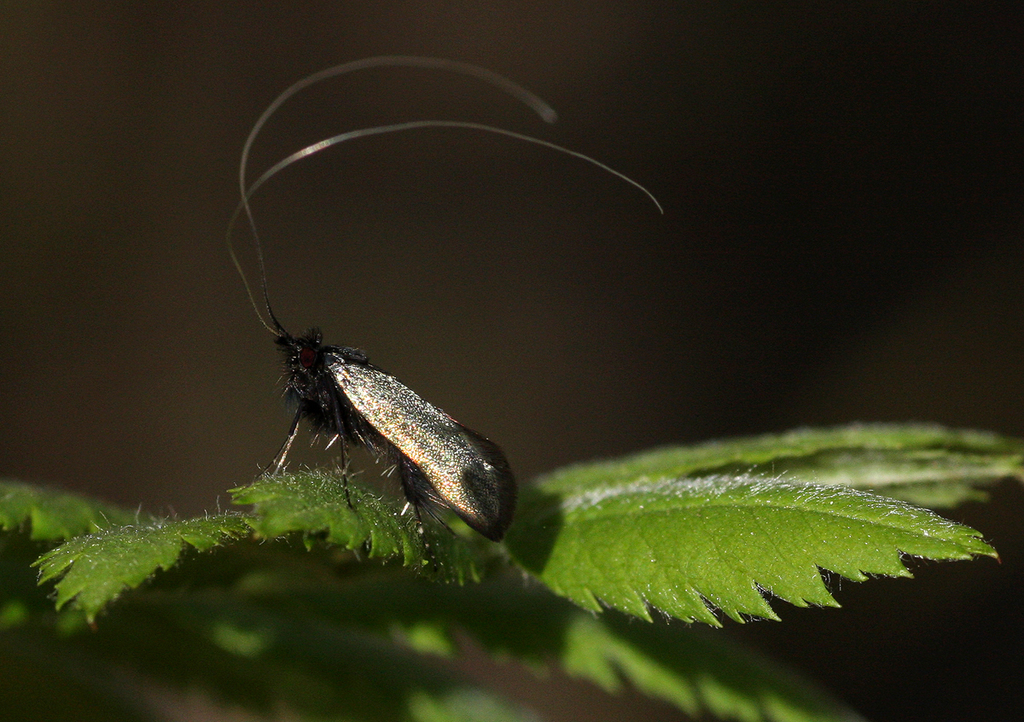 Green Longhorn Moth
