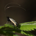 Green Longhorn Moth - Photo (c) Bart Wursten, some rights reserved (CC BY-NC), uploaded by Bart Wursten