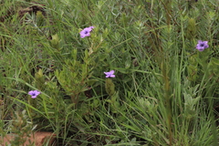 Barleria ovata