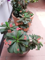 Euphorbia milii