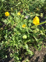 Ranunculus macranthus