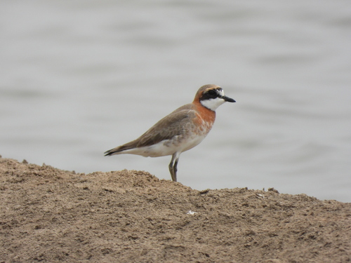 Siberian Sand-Plover