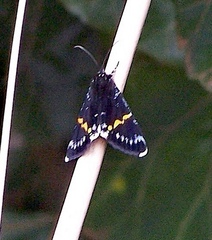 Eutrichopidia macchia