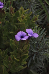 Barleria ovata