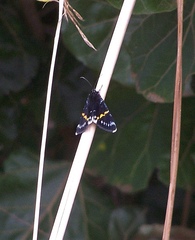 Eutrichopidia macchia