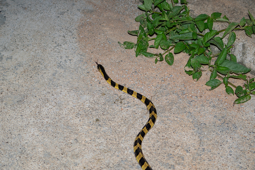Banded Krait