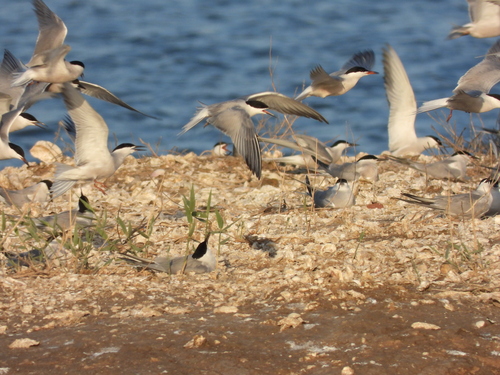 Common Tern