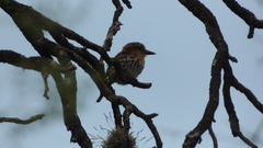 Nystalus maculatus