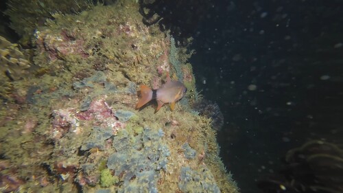 Ostorhinchus aureus