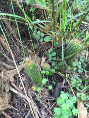 Trichocereeae