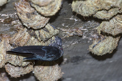 Collocalia affinis