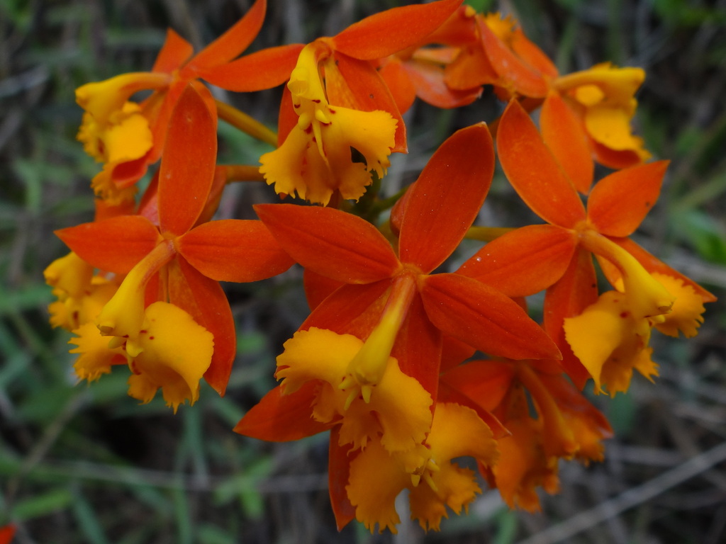 Epidendrum radicans