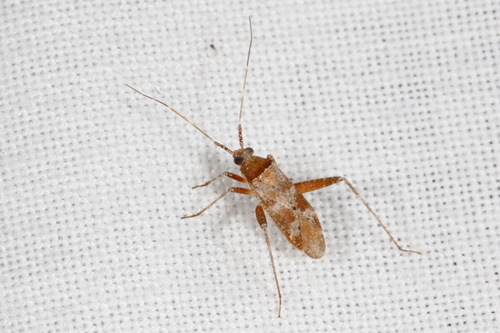 Representative image of Phytocoris minor