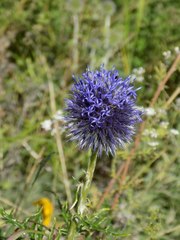 Echinops latifolius