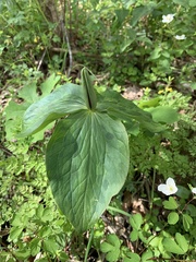 Trillium viridescens