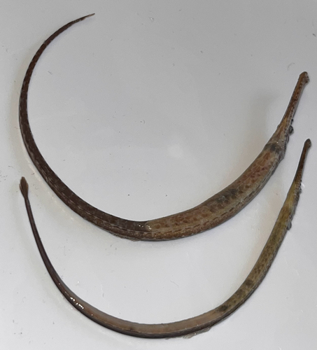 Syngnathus typhle