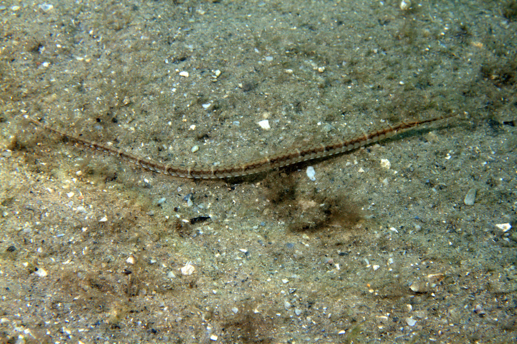 Chain Pipefish