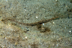 Syngnathus louisianae