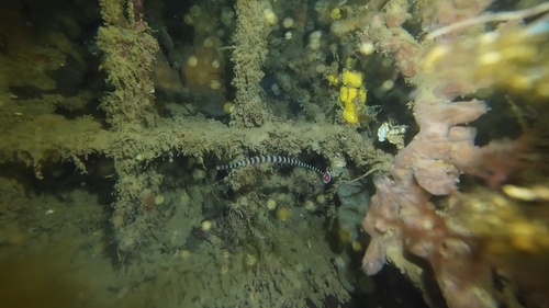 Dunckerocampus dactyliophorus