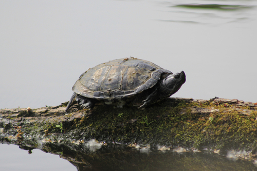 Trachemys scripta scripta