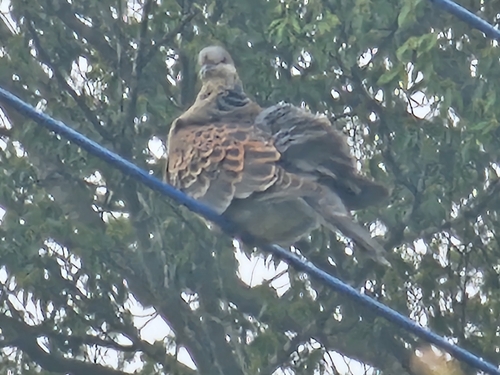 Eastern Oriental Turtle Dove