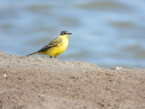 Eastern Yellow Wagtail