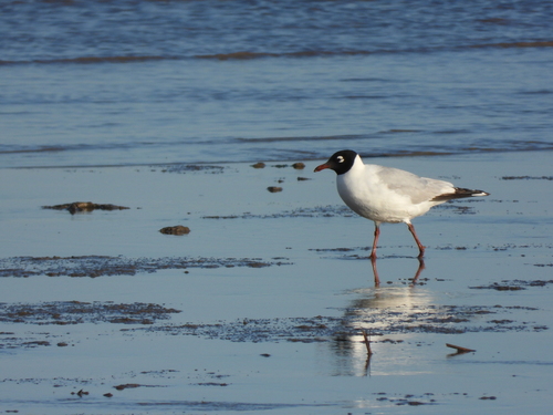 Relict Gull