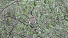 Knipolegus striaticeps