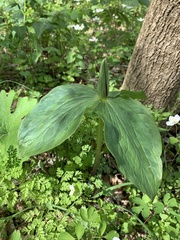 Trillium viridescens