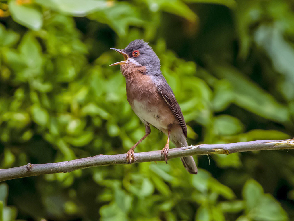 Moltoni's Warbler